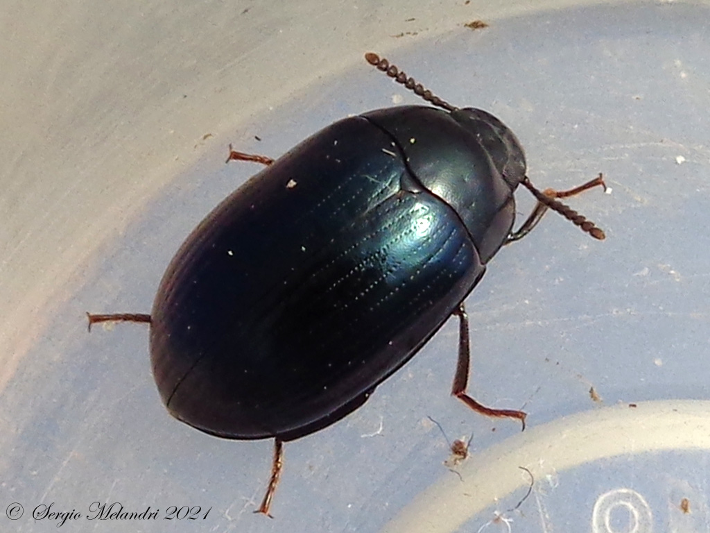 Tenebrionidae: Platydema violaceum? S.